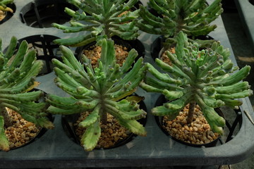 Obraz premium cactus in the garden