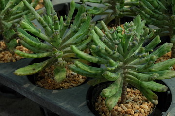 cactus in the garden