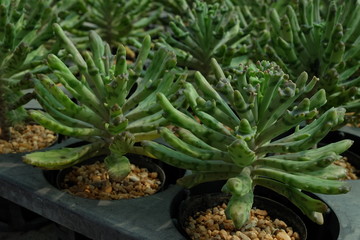 Fototapeta premium cactus in the garden