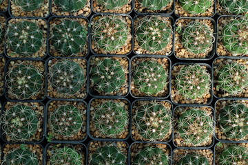 cactus in the garden