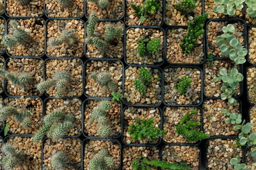 cactus in the garden