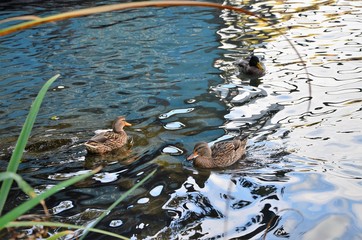three ducks are swimming on the water