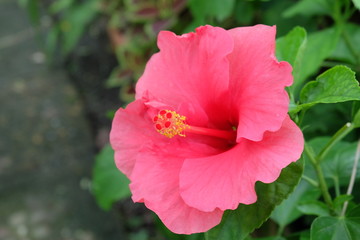 Fototapeta premium pink rose in the garden