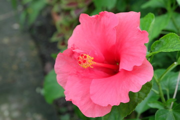 pink rose in the garden