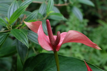 pink lily in garden
