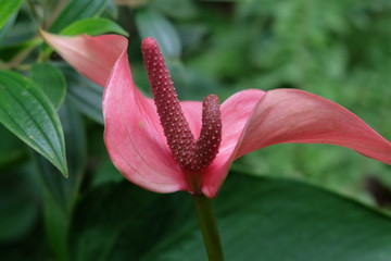 pink lily in garden
