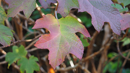 Grandes feuilles d'hortensia à feuilles de chênes (Hydrangea quercifolia) de coloration automnale