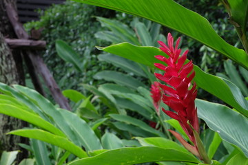 Obraz premium red flower