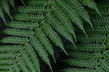 fern in the forest