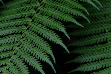 fern in the forest