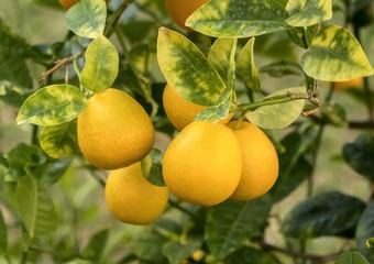 Oranges hanging on a tree branch in a city garden