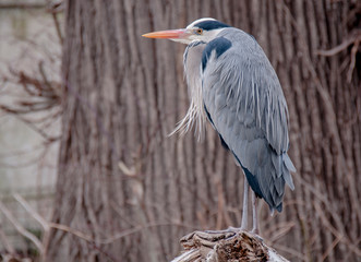 Black-crowned night heron