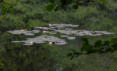 Obraz na płótnie Canvas lily on a lake