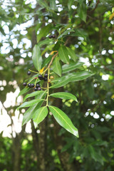 Cherry laurel tree