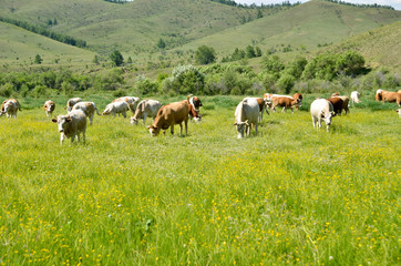 cows in a field