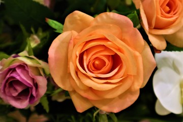 Fototapeta na wymiar Orange Rose Flower