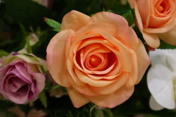 Orange Rose Flower