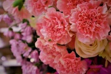 Pink carnations