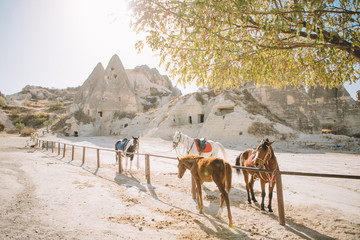 Horse farm, free-flowing horses, Cappadocia