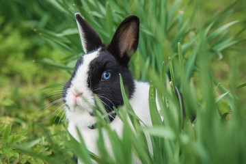 Little rabbit sitting in the grass