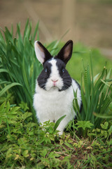 Little rabbit sitting in the grass
