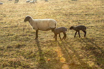 sheep with black and white wool with little lambs
