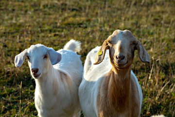  portrait of two goats on meadow