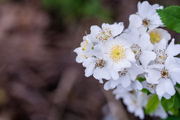 roses bush white wedding invitation card celebration