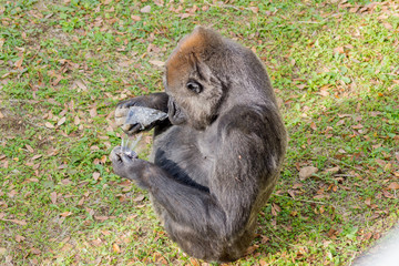 ゴリラ 食事 ゴミ