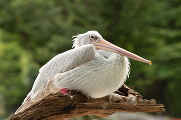 木に止まるペリカン