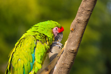 ヒワコンゴウインコ インコ 緑 Ara macao : Scarlet Macaw or Araca