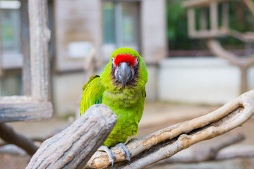 ヒワコンゴウインコ インコ 緑 Ara macao : Scarlet Macaw or Araca