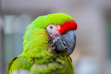 ヒワコンゴウインコ インコ 緑 Ara macao : Scarlet Macaw or Araca