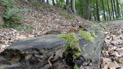 Wald