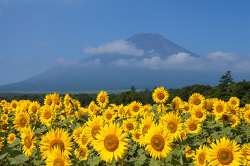 山梨県　花の都公園のヒマワリと富士山
