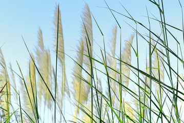 Fototapeta premium Low Angle View of Green Grass in Palea Field Against Clear Blue Sky