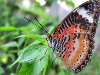 Butterfly in its habitat