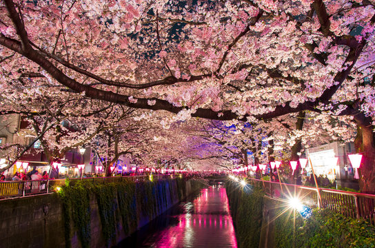 ライトアップに映える夜桜
