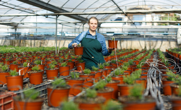 Woman Inspecting Oregano Seedlings