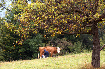 Naklejka premium Early morning at Romanian village. Time to milk cow