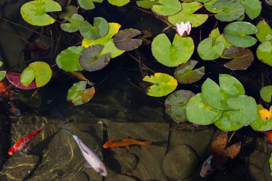 Koi Carp Fish swims among water lily in the water