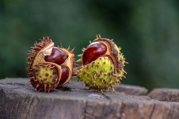 Aesculus hippocastanum, brown horse chestnuts, conker tree ripened fruits on wooden stump