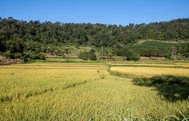 Fototapeta na wymiar rice spike in Paddy field