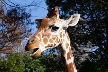 キリン顔アップ！