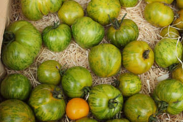 Green bright tomatoes