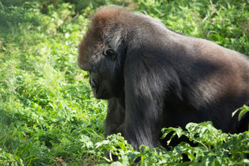 Captive Gorilla Relaxes in outdoor sunshine