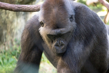 Captive Gorilla Relaxes in outdoor sunshine