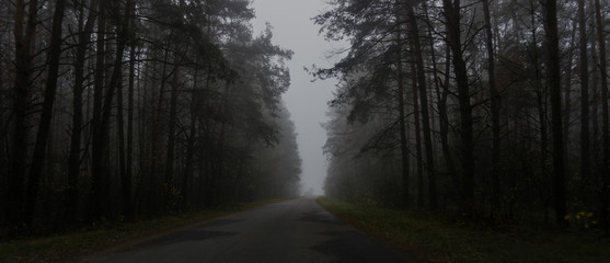 Landscape of dark forest in the fog, road in a dark forest, night in a dark forest with fantasy mood