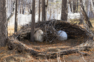 nest in the forest