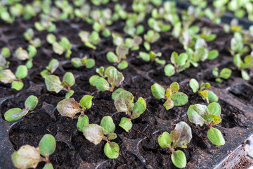 Farming orange green oak lettuce in soil tray